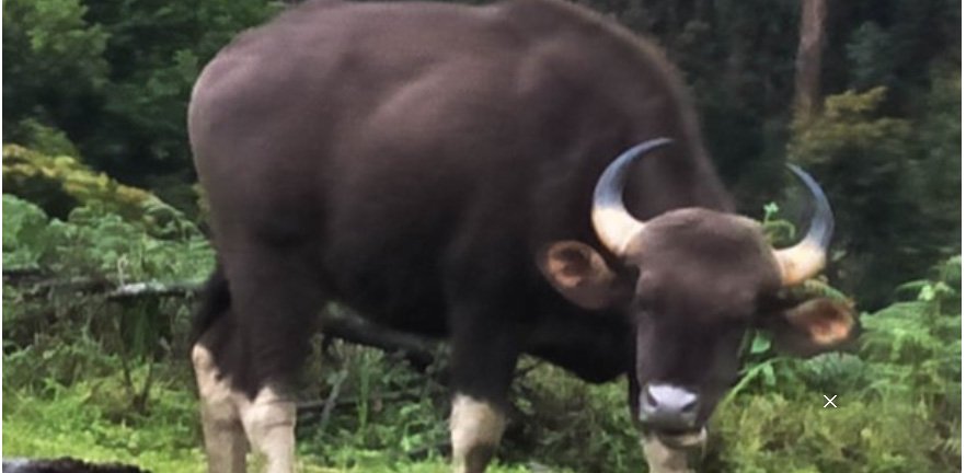 സ്കൂ​ട്ട​റി​ൽ കാ​ട്ടു​പോ​ത്തി​ടി​ച്ചു; യു​വാ​വി​ന് ഗു​രു​ത​ര​പ​രി​ക്ക്