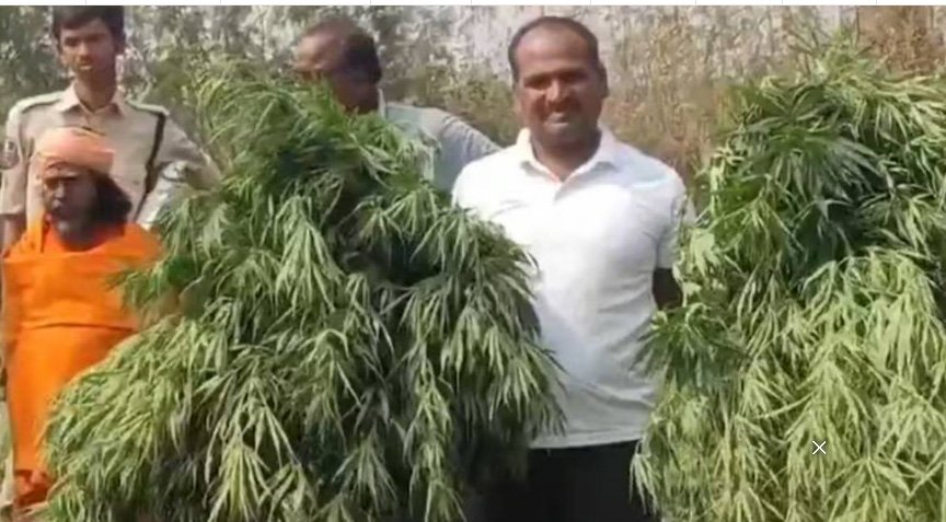 ക്ഷേ​ത്ര പ​രി​സ​ര​ത്ത് ജ​മ​ന്തി​ച്ചെ​ടി​ക​ൾ​ക്കി​ട​യി​ൽ ക​ഞ്ചാ​വ് കൃഷി; പൂ​ജാ​രി അ​റ​സ്റ്റി​ൽ