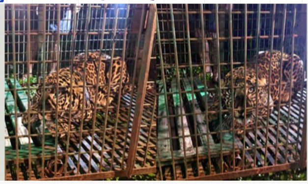 മ​ണ്ണാ​ർ​ക്കാ​ട്ട് ഭീ​തി പ​ര​ത്തി​യ പു​ലി കു​ടു​ങ്ങി; അ​ക​പ്പെ​ട്ട​ത് വ​നം വ​കു​പ്പ് സ്ഥാ​പി​ച്ച കൂ​ട്ടി​ൽ