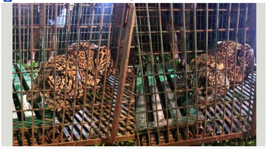 മ​ണ്ണാ​ർ​ക്കാ​ട്ട് ഭീ​തി പ​ര​ത്തി​യ പു​ലി കു​ടു​ങ്ങി; അ​ക​പ്പെ​ട്ട​ത് വ​നം വ​കു​പ്പ് സ്ഥാ​പി​ച്ച കൂ​ട്ടി​ൽ