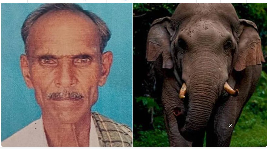 കൃഷിയിടത്തിൽ കാട്ടാനയുടെ ആക്രമണം; വയോധികൻ മരിച്ചു