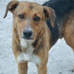 നാ​ദാ​പു​ര​ത്ത് തെ​രു​വു​നാ​യ ആ​ക്ര​മ​ണം; വി​ദ്യാ​ർ​ഥി​ക്ക് ക​ടി​യേ​റ്റു