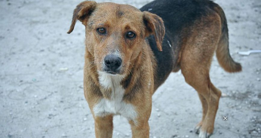 നാ​ദാ​പു​ര​ത്ത് തെ​രു​വു​നാ​യ ആ​ക്ര​മ​ണം; വി​ദ്യാ​ർ​ഥി​ക്ക് ക​ടി​യേ​റ്റു