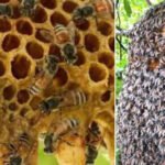 പാ​ലാ​യി​ൽ ഒ​രു കു​ടും​ബ​ത്തി​ലെ നാ​ല് പേ​ർ​ക്ക് പെ​രു​ന്തേ​നീ​ച്ച​യു​ടെ കു​ത്തേ​റ്റു