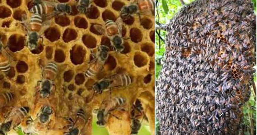 പാ​ലാ​യി​ൽ ഒ​രു കു​ടും​ബ​ത്തി​ലെ നാ​ല് പേ​ർ​ക്ക് പെ​രു​ന്തേ​നീ​ച്ച​യു​ടെ കു​ത്തേ​റ്റു