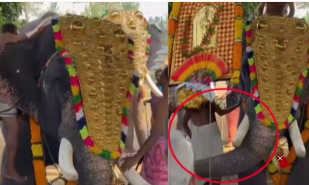 ഉ​ത്സ​വ​ത്തിനി​ടെ ഇ​ട​ഞ്ഞ് ആ​ന; യു​വാ​വി​നെ തൂ​ക്കി​യെ​ടു​ത്ത് എ​റി​ഞ്ഞു