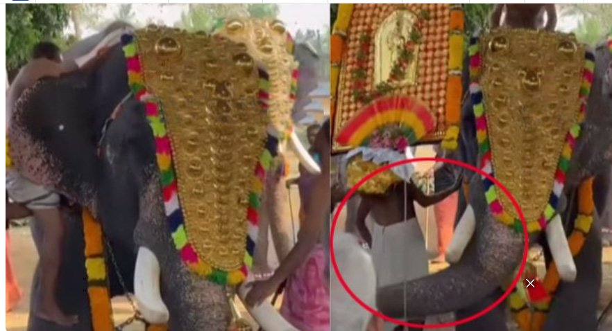 ഉ​ത്സ​വ​ത്തിനി​ടെ ഇ​ട​ഞ്ഞ് ആ​ന; യു​വാ​വി​നെ തൂ​ക്കി​യെ​ടു​ത്ത് എ​റി​ഞ്ഞു