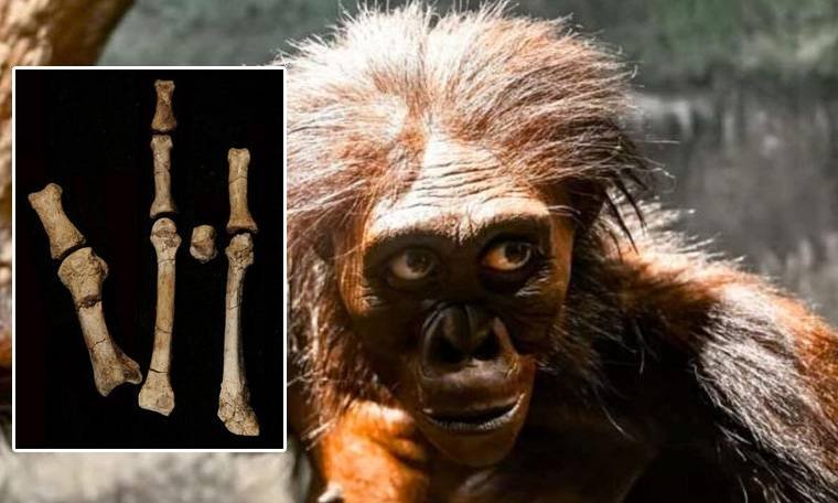 മനുഷ്യ പരിണാമം: ‘ലൂസി’യുടെ സിംഹാസനം ഇളകുന്നു; എത്യോപ്യയിൽ പുതിയ കണ്ടെത്തൽ