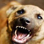 ഹ​രി​പ്പാ​ട്ട് തെ​രു​വു​നാ​യ ആ​ക്ര​മ​ണം; മൂ​ന്ന് ആ​ടു​ക​ൾ ച​ത്തു