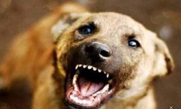 ഹ​രി​പ്പാ​ട്ട് തെ​രു​വു​നാ​യ ആ​ക്ര​മ​ണം; മൂ​ന്ന് ആ​ടു​ക​ൾ ച​ത്തു