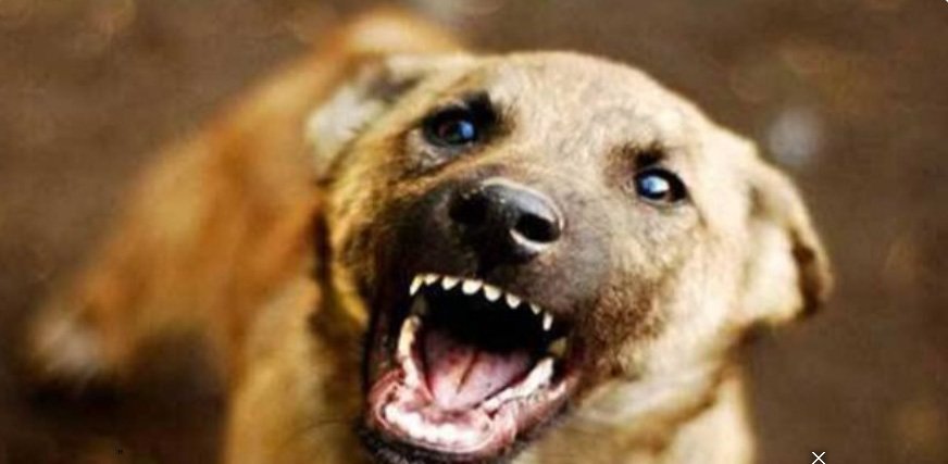 ഹ​രി​പ്പാ​ട്ട് തെ​രു​വു​നാ​യ ആ​ക്ര​മ​ണം; മൂ​ന്ന് ആ​ടു​ക​ൾ ച​ത്തു