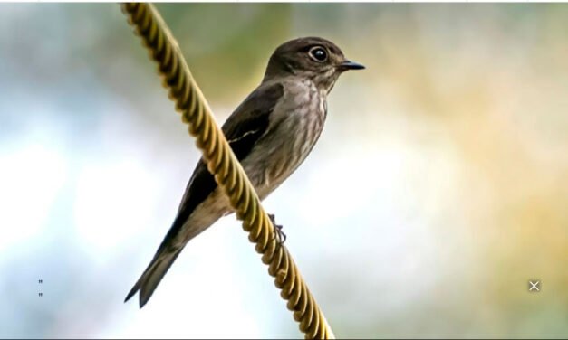 കേ​ര​ള​ത്തി​ൽ ഒ​രു പു​തി​യ പ​ക്ഷി കൂ​ടി; ഇ​രു​ള​ൻ പാ​റ്റാ പി​ടി​യ​ൻ