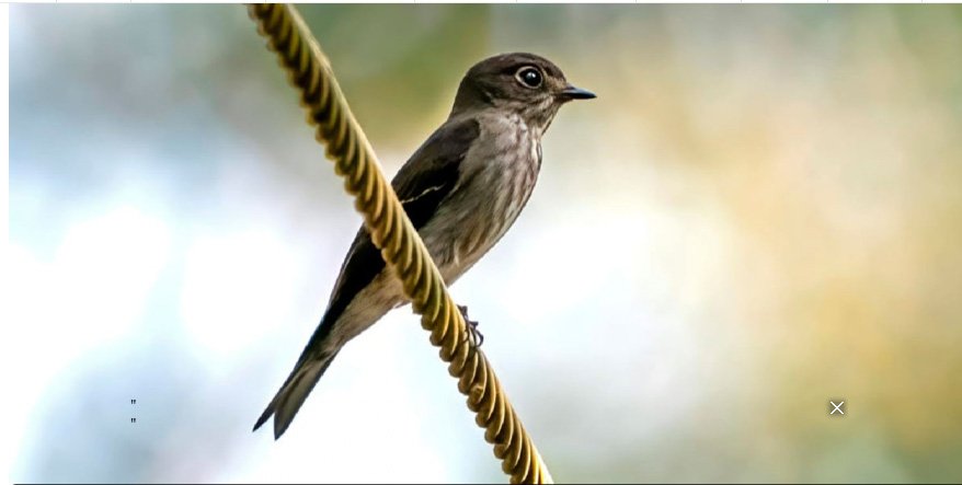 കേ​ര​ള​ത്തി​ൽ ഒ​രു പു​തി​യ പ​ക്ഷി കൂ​ടി; ഇ​രു​ള​ൻ പാ​റ്റാ പി​ടി​യ​ൻ