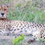 ബോ​ട്സ്വാ​ന​യി​ൽ​നി​ന്ന് എ​ട്ട് ചീ​റ്റ​ക​ൾ കൂ​ടി മ​ധ്യ​പ്ര​ദേ​ശി​ലെ​ത്തും