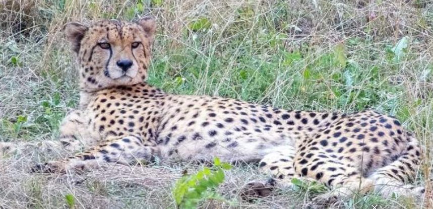 ബോ​ട്സ്വാ​ന​യി​ൽ​നി​ന്ന് എ​ട്ട് ചീ​റ്റ​ക​ൾ കൂ​ടി മ​ധ്യ​പ്ര​ദേ​ശി​ലെ​ത്തും