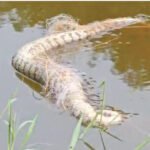 പെ​രി​യാ​റി​ൽ നാലു പെ​രു​മ്പാ​മ്പു​ക​ളെ ച​ത്തനി​ല​യി​ൽ ക​ണ്ടെ​ത്തി