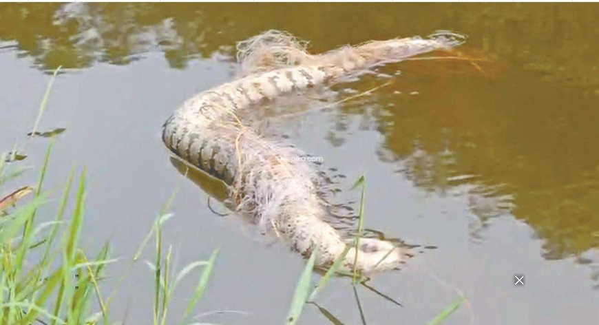 പെ​രി​യാ​റി​ൽ നാലു പെ​രു​മ്പാ​മ്പു​ക​ളെ ച​ത്തനി​ല​യി​ൽ ക​ണ്ടെ​ത്തി