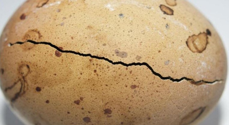 അന്റാർട്ടിക്കയിൽ കണ്ടെത്തിയത് 6.8 കോടി വർഷം പഴക്കമുള്ള ഭീമൻ മുട്ട!