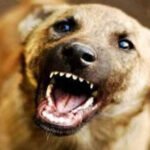 ആ​ല​പ്പു​ഴ​യി​ൽ തെ​രു​വു​നാ​യ ആ​ക്ര​മ​ണം; യു​വാ​വി​ന് പ​രി​ക്കേ​റ്റു