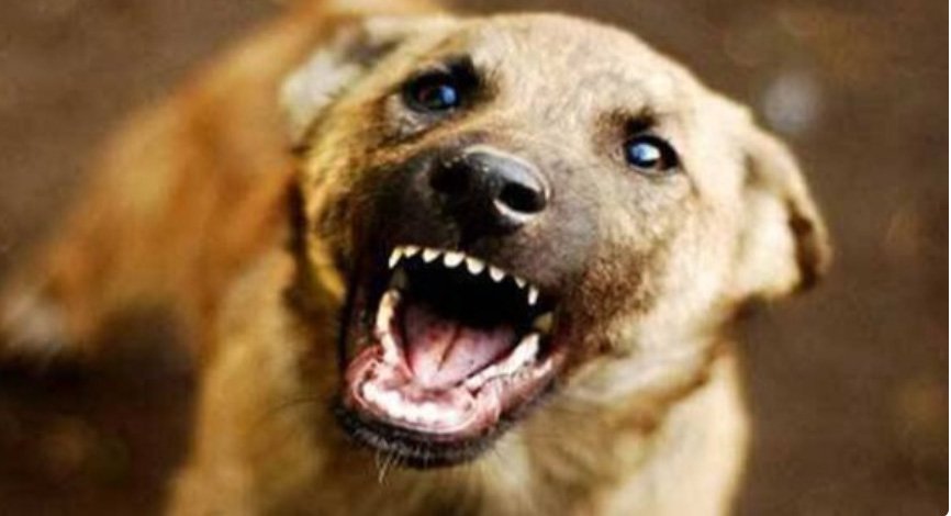 ആ​ല​പ്പു​ഴ​യി​ൽ തെ​രു​വു​നാ​യ ആ​ക്ര​മ​ണം; യു​വാ​വി​ന് പ​രി​ക്കേ​റ്റു