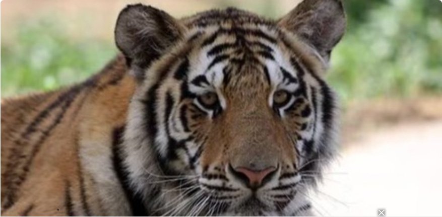 പൊന്നമൂലയിൽ കിണറ്റില്‍ വീണ കടുവ ചത്തു