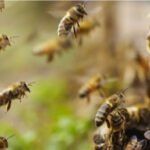 മ​ഞ്ചേ​രി​യി​ൽ കാ​ട്ടു​തേ​നീ​ച്ച​യു​ടെ ആ​ക്ര​മ​ണം; നാ​ല് പേ​ർ​ക്ക് പ​രി​ക്ക്