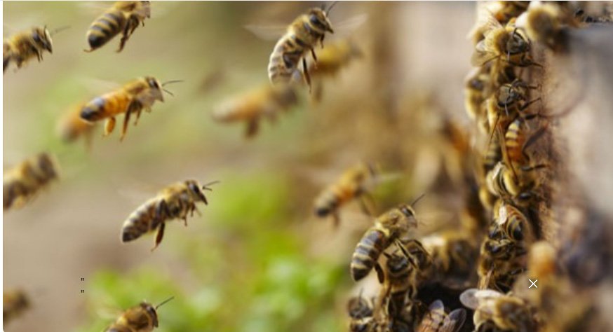 മ​ഞ്ചേ​രി​യി​ൽ കാ​ട്ടു​തേ​നീ​ച്ച​യു​ടെ ആ​ക്ര​മ​ണം; നാ​ല് പേ​ർ​ക്ക് പ​രി​ക്ക്