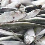 തി​രു​വ​ന​ന്ത​പു​ര​ത്ത് മീ​നു​ക​ളു​ടെ സാ​മ്പി​ൾ ശേ​ഖ​രി​ച്ചു; മു​ൻ​ക​രു​ത​ൽ ന​ട​പ​ടി​ക​ളു​മാ​യി ആ​രോ​ഗ്യ​വ​കു​പ്പ്