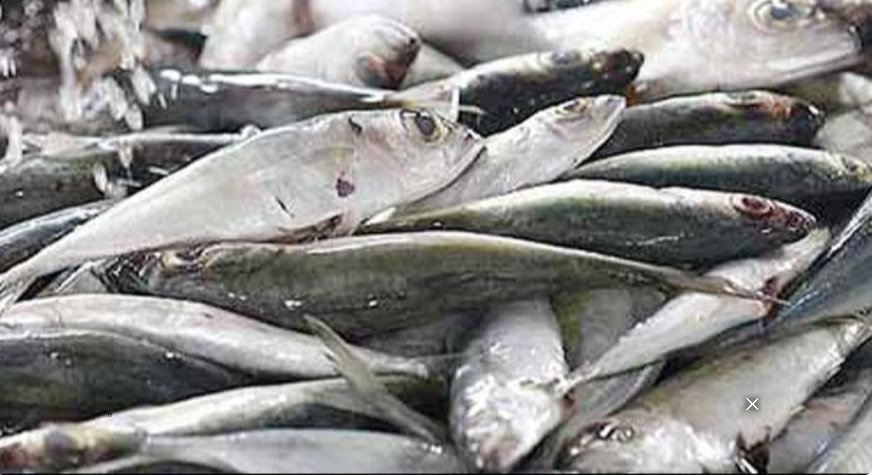 തി​രു​വ​ന​ന്ത​പു​ര​ത്ത് മീ​നു​ക​ളു​ടെ സാ​മ്പി​ൾ ശേ​ഖ​രി​ച്ചു; മു​ൻ​ക​രു​ത​ൽ ന​ട​പ​ടി​ക​ളു​മാ​യി ആ​രോ​ഗ്യ​വ​കു​പ്പ്