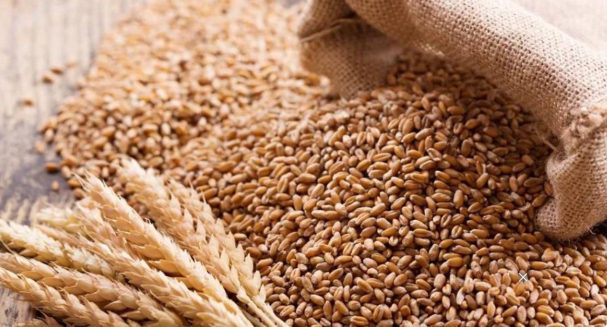 100 രൂ​പ​യു​ടെ ഗോ​ത​മ്പ് മോ​ഷ്ടി​ച്ചു; 45 വ​ർ​ഷ​ത്തി​നു ​ശേ​ഷം 65കാ​ര​ൻ പി​ടി​യി​ൽ