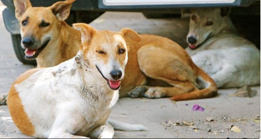 പ​ത്ത​നം​തി​ട്ട​യി​ൽ ഏ​ഴു പേ​രെ ക​ടി​ച്ച തെ​രു​വു നാ​യയ്ക്കു പേ ​വി​ഷ​ബാ​ധ