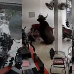 വിരണ്ടോടിയ കാട്ടുപോത്ത് ബൈക്ക് ഷോറൂമിനുള്ളിലേക്ക് പാഞ്ഞുകയറി വൻ നാശനഷ്ടങ്ങള്‍ വരുത്തി