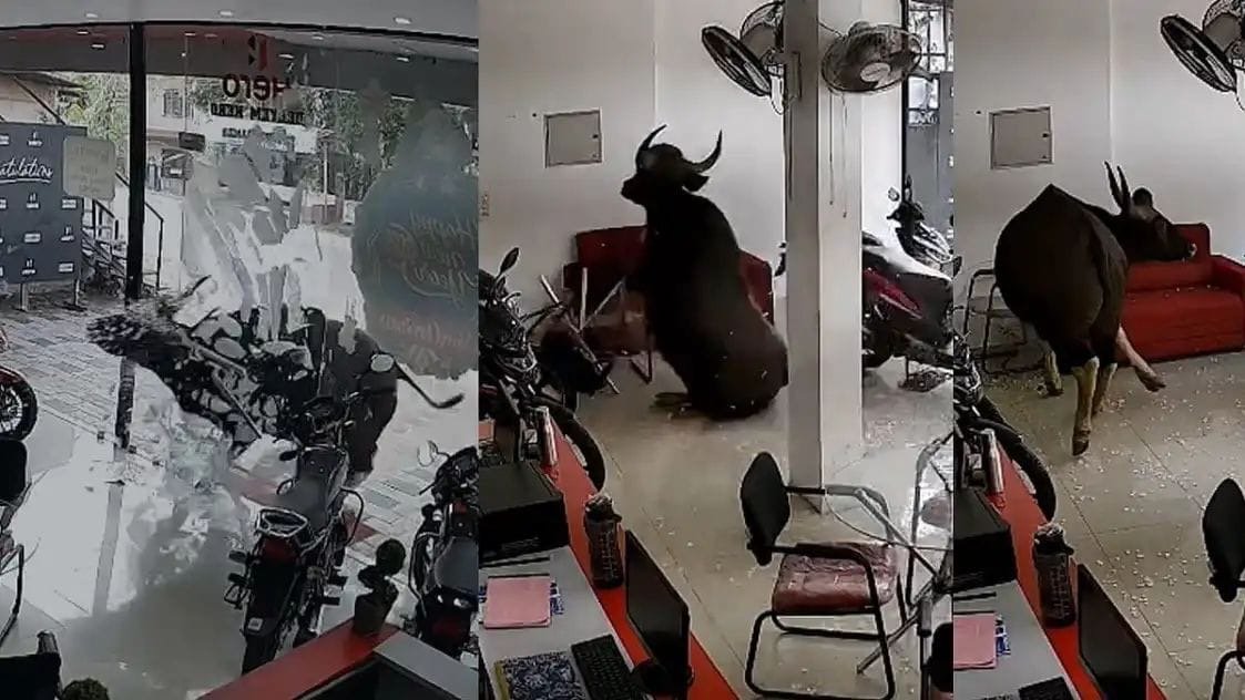വിരണ്ടോടിയ കാട്ടുപോത്ത് ബൈക്ക് ഷോറൂമിനുള്ളിലേക്ക് പാഞ്ഞുകയറി വൻ നാശനഷ്ടങ്ങള്‍ വരുത്തി