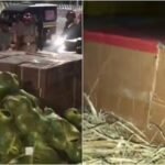 തണ്ണിമത്തനടിയിൽ ഒളിപ്പിച്ച നിലയിൽ വൻ സ്ഫോടക വസ്തുശേഖരം; ലോറിക്ക് അകമ്പടിയായി കാറും, ഇടനിലക്കാരൻ അറസ്റ്റിൽ