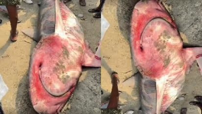 വിഴിഞ്ഞത്ത് കരക്കടിഞ്ഞത് കൂറ്റൻ അച്ചിണി സ്രാവ്, ഭാരം 350 കിലോ; വിദേശ മാർക്കറ്റുകളിൽ വൻ ഡിമാന്റ്!