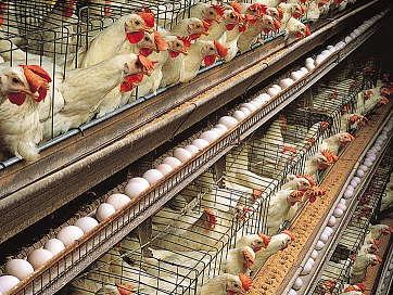 40 രാജ്യങ്ങളിൽ നിന്നുള്ള കോഴി, മുട്ട ഇറക്കുമതി നിരോധിച്ച് സൗദി