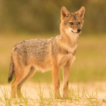 റിയാദിൽ ആദ്യമായി സ്വർണക്കുറുനരികളെ കണ്ടെത്തി