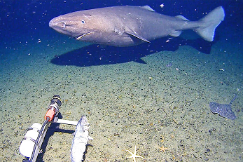 അന്റാർട്ടിക്കയിലെ കൊടുംതണുപ്പിലും സ്രാവുകൾ; ശാസ്ത്രലോകത്തെ ഞെട്ടിച്ച് പുതിയ കണ്ടെത്തൽ