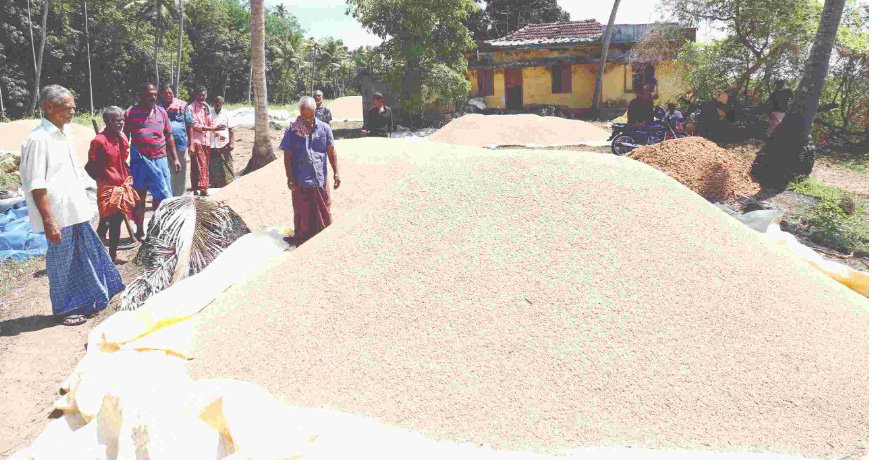 തെ​ര​ഞ്ഞെ​ടു​പ്പു കാ​ല​ത്തും ര​ക്ഷ​യി​ല്ല നെ​ല്‍​ക​ര്‍​ഷ​ക​ര്‍ ക​ണ്ണീ​ര്‍​കൊ​യ്ത്തി​ല്‍ ത​ന്നെ