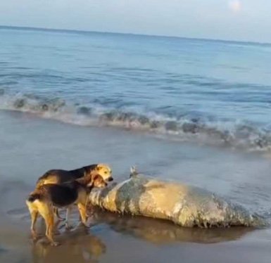 കുഴുപ്പിള്ളി ബീച്ചില്‍ കൂറ്റന്‍ കടല്‍പന്നിയുടെ ജഡം; കൂട്ടമായി എത്തി തെരുവുനായകള്‍