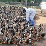 കോ​ഴി​ക്കോ​ട് അ​ഞ്ച് പ​ഞ്ചാ​യ​ത്തു​ക​ളി​ൽ പ​ക്ഷി​പ്പ​നി; ആ​ശ​ങ്ക വേ​ണ്ടെ​ന്ന് മൃ​ഗ​സം​ര​ക്ഷ​ണ വ​കു​പ്പ്