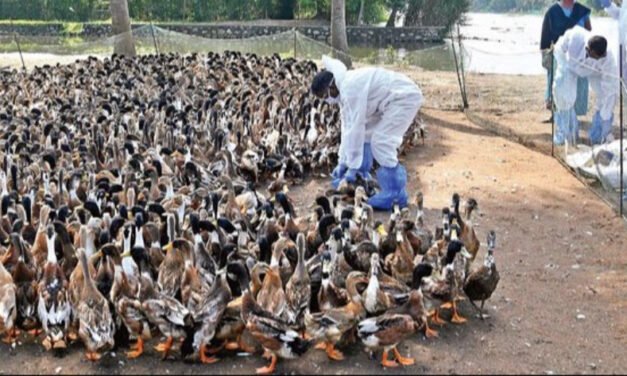 കോ​ഴി​ക്കോ​ട് അ​ഞ്ച് പ​ഞ്ചാ​യ​ത്തു​ക​ളി​ൽ പ​ക്ഷി​പ്പ​നി; ആ​ശ​ങ്ക വേ​ണ്ടെ​ന്ന് മൃ​ഗ​സം​ര​ക്ഷ​ണ വ​കു​പ്പ്