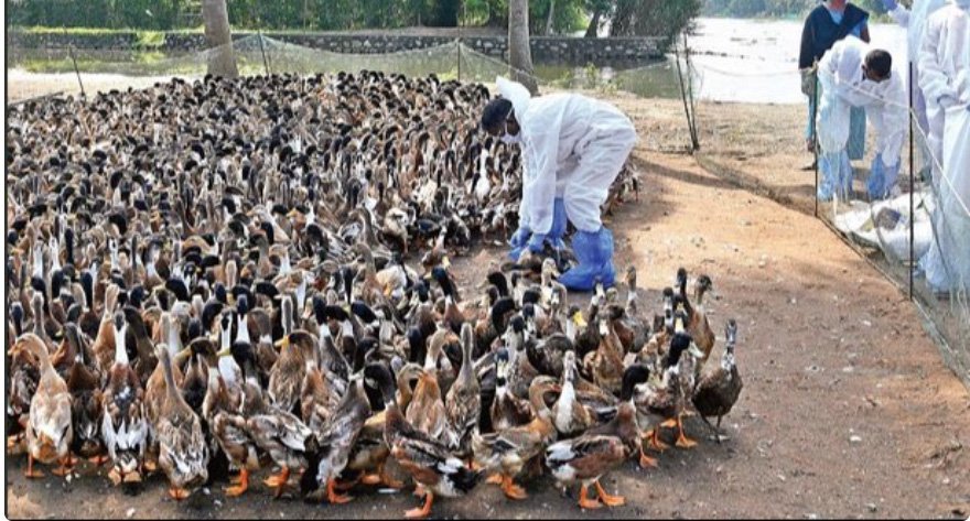 കോ​ഴി​ക്കോ​ട് അ​ഞ്ച് പ​ഞ്ചാ​യ​ത്തു​ക​ളി​ൽ പ​ക്ഷി​പ്പ​നി; ആ​ശ​ങ്ക വേ​ണ്ടെ​ന്ന് മൃ​ഗ​സം​ര​ക്ഷ​ണ വ​കു​പ്പ്