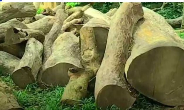 നത്തംകുനി ഈട്ടി മുറി: നടപടി വൈകുന്നത് അന്വേഷിക്കുന്നതിന് കത്ത് നല്‍കി