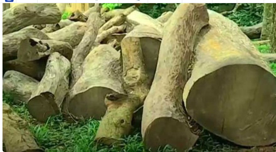 നത്തംകുനി ഈട്ടി മുറി: നടപടി വൈകുന്നത് അന്വേഷിക്കുന്നതിന് കത്ത് നല്‍കി