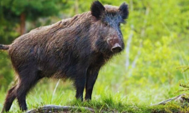 സ്കൂ​ട്ട​റി​ൽ സ​ഞ്ച​രി​ക്ക​വെ കാ​ട്ടു​പ​ന്നി​യു​ടെ ആ​ക്ര​മ​ണം; അ​മ്മ​യ്ക്കും മ​ക​നും ഗു​രു​ത​ര പ​രി​ക്ക്