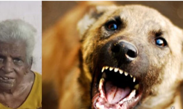 തൃ​ശൂ​രി​ൽ വ​യോ​ധി​ക​യെ ആ​ക്ര​മി​ച്ച നാ​യ​യെ പി​ടി​കൂ​ടി