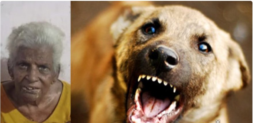 തൃ​ശൂ​രി​ൽ വ​യോ​ധി​ക​യെ ആ​ക്ര​മി​ച്ച നാ​യ​യെ പി​ടി​കൂ​ടി