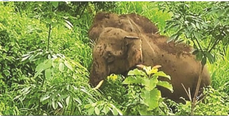ഗൂ​ഡ​ല്ലൂ​രി​ൽ കാ​ട്ടാ​ന​യാ​ക്ര​മ​ണ​ത്തി​ൽ ര​ണ്ട് പേ​ർ മ​രി​ച്ചു
