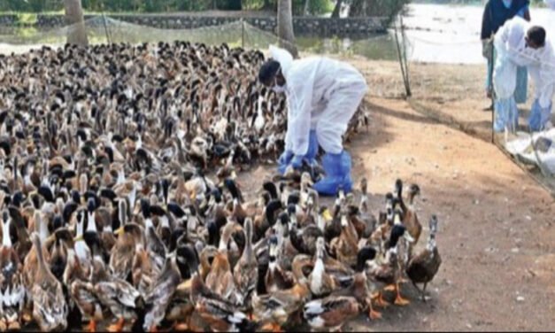 കോ​ഴി​ക്കോ​ട് ജി​ല്ല​യി​ലെ പ​ക്ഷി​പ്പ​നി; ജാഗ്രത പാലിക്കണമെന്ന് ആരോഗ്യവകുപ്പ് 